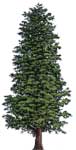 yellowcedar